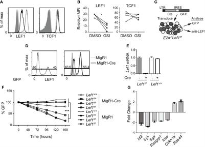 Oncogenic and Tumor Suppressor Functions for Lymphoid Enhancer Factor 1 in E2a-/- T Acute Lymphoblastic Leukemia